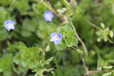 Pers hız kuyusu, Veronica Persica veya Bireye Speedwell