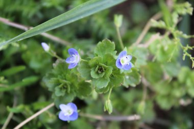 Pers hız kuyusu, Veronica Persica veya Bireye Speedwell