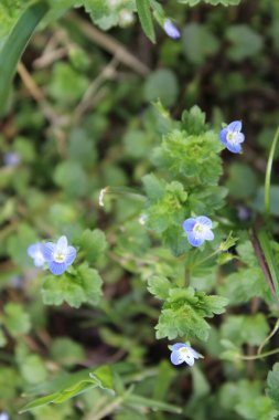Pers hız kuyusu, Veronica Persica veya Bireye Speedwell