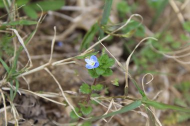Pers hız kuyusu, Veronica Persica veya Bireye Speedwell