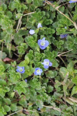 Pers hız kuyusu, Veronica Persica veya Bireye Speedwell