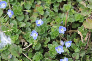 Pers hız kuyusu, Veronica Persica veya Bireye Speedwell
