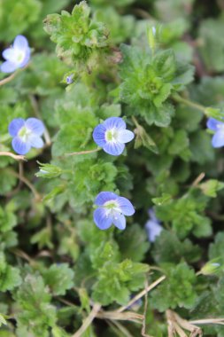Pers hız kuyusu, Veronica Persica veya Bireye Speedwell