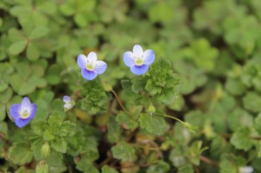 Pers hız kuyusu, Veronica Persica veya Bireye Speedwell