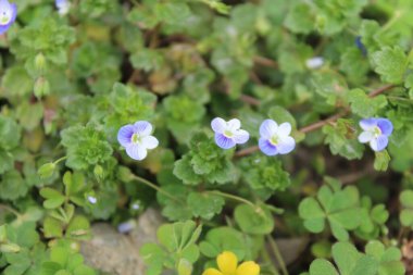 Pers hız kuyusu, Veronica Persica veya Bireye Speedwell
