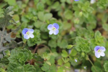 Pers hız kuyusu, Veronica Persica veya Bireye Speedwell
