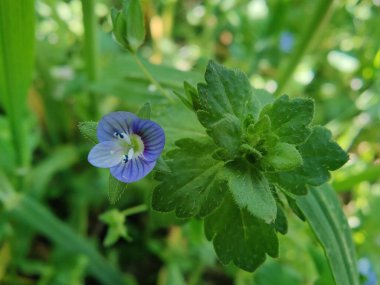Pers hız kuyusu, Veronica Persica veya Bireye Speedwell