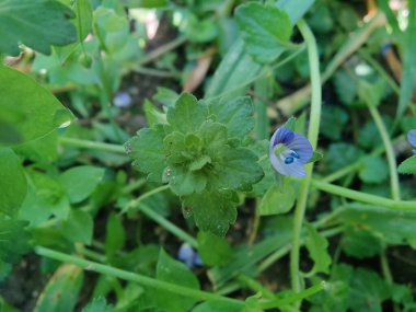 Pers hız kuyusu, Veronica Persica veya Bireye Speedwell