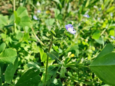 Pers hız kuyusu, Veronica Persica veya Bireye Speedwell