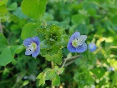 Pers hız kuyusu, Veronica Persica veya Bireye Speedwell