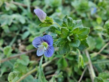 Pers hız kuyusu, Veronica Persica veya Bireye Speedwell