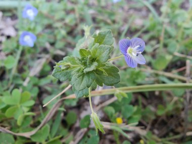 Pers hız kuyusu, Veronica Persica veya Bireye Speedwell