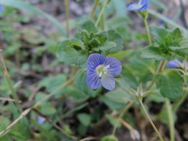 Pers hız kuyusu, Veronica Persica veya Bireye Speedwell