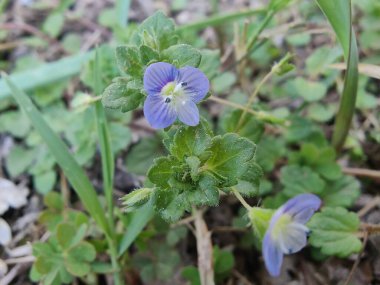 Pers hız kuyusu, Veronica Persica veya Bireye Speedwell