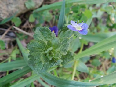 Pers hız kuyusu, Veronica Persica veya Bireye Speedwell