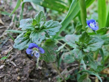 Pers hız kuyusu, Veronica Persica veya Bireye Speedwell