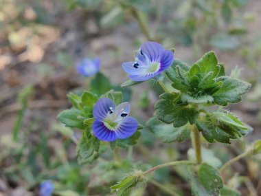 Pers hız kuyusu, Veronica Persica veya Bireye Speedwell