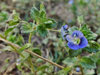 Pers hız kuyusu, Veronica Persica veya Bireye Speedwell