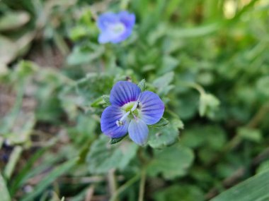 Pers hız kuyusu, Veronica Persica veya Bireye Speedwell