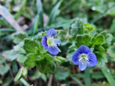 Pers hız kuyusu, Veronica Persica veya Bireye Speedwell