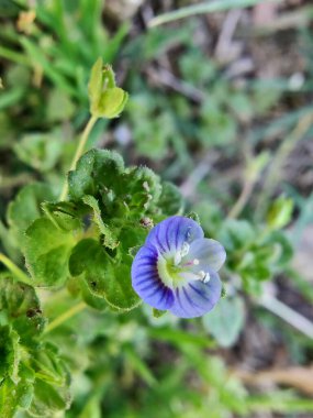 Pers hız kuyusu, Veronica Persica veya Bireye Speedwell