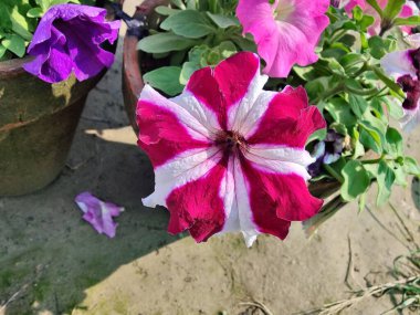 Petunia axillaris veya Petunia