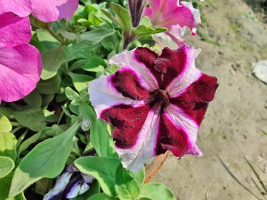 Petunia axillaris veya Petunia