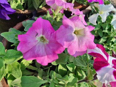 Petunia axillaris veya Petunia