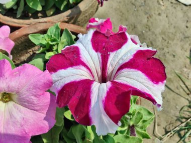 Petunia axillaris veya Petunia