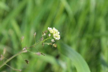 Çoban çantası, Microthlaspi perfoliatum veya Capsella bursa-pastoris