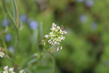 Çoban çantası, Microthlaspi perfoliatum veya Capsella bursa-pastoris