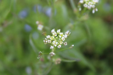 Çoban çantası, Microthlaspi perfoliatum veya Capsella bursa-pastoris