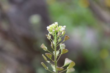 Çoban çantası, Microthlaspi perfoliatum veya Capsella bursa-pastoris