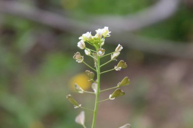 Çoban çantası, Microthlaspi perfoliatum veya Capsella bursa-pastoris