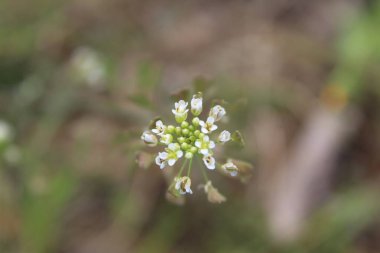 Çoban çantası, Microthlaspi perfoliatum veya Capsella bursa-pastoris
