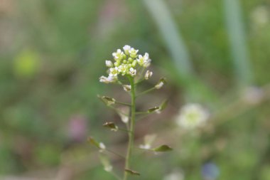 Çoban çantası, Microthlaspi perfoliatum veya Capsella bursa-pastoris