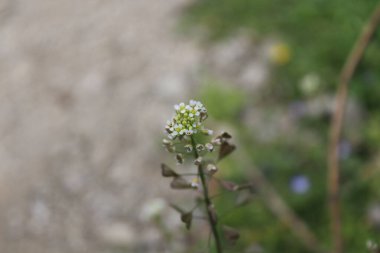 Çoban çantası, Microthlaspi perfoliatum veya Capsella bursa-pastoris