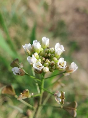 Çoban çantası, Microthlaspi perfoliatum veya Capsella bursa-pastoris