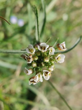 Çoban çantası, Microthlaspi perfoliatum veya Capsella bursa-pastoris