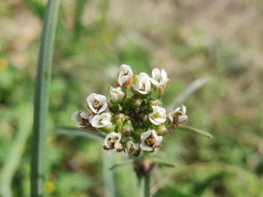 Çoban çantası, Microthlaspi perfoliatum veya Capsella bursa-pastoris