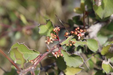 Spike, Maytenus senegalensis, Gymnosporia buxifolia veya Arto Negro