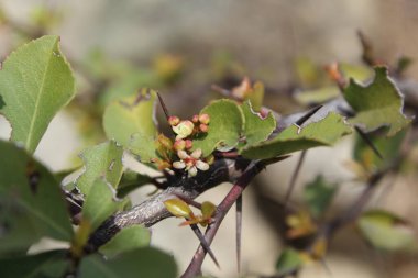 Spike, Maytenus senegalensis, Gymnosporia buxifolia veya Arto Negro