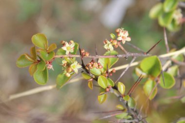 Spike, Maytenus senegalensis, Gymnosporia buxifolia veya Arto Negro