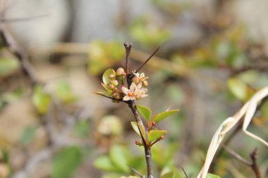 Spike, Maytenus senegalensis, Gymnosporia buxifolia veya Arto Negro