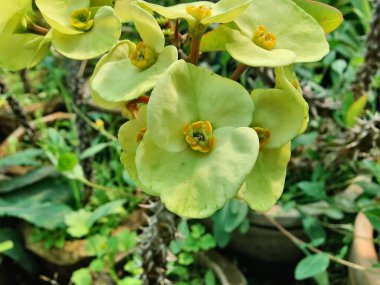 Dikenli Taç ya da Euphorbia Milii