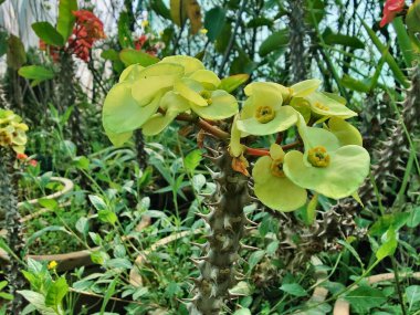 Dikenli Taç ya da Euphorbia Milii