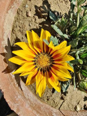 Gazania rigens veya hazine çiçeği