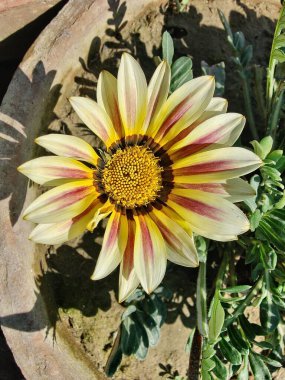 Gazania rigens veya hazine çiçeği