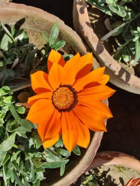 Gazania rigens veya hazine çiçeği