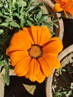 Gazania rigens veya hazine çiçeği